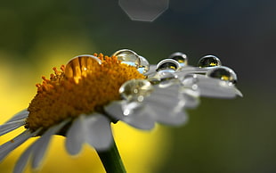 close-up photography of white flower HD wallpaper