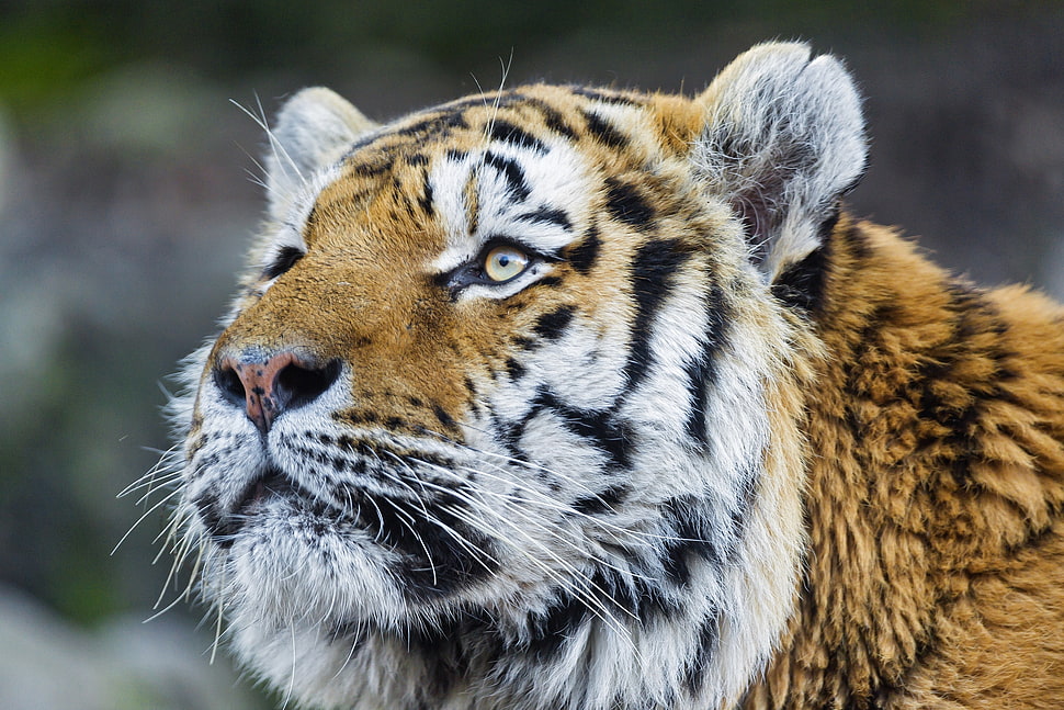 tiger close-up photo HD wallpaper