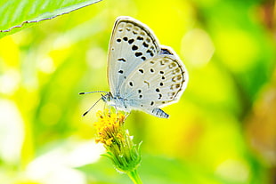 selective focus photography of white and black butterfly on yellow petaled flower during daytime, pale grass blue