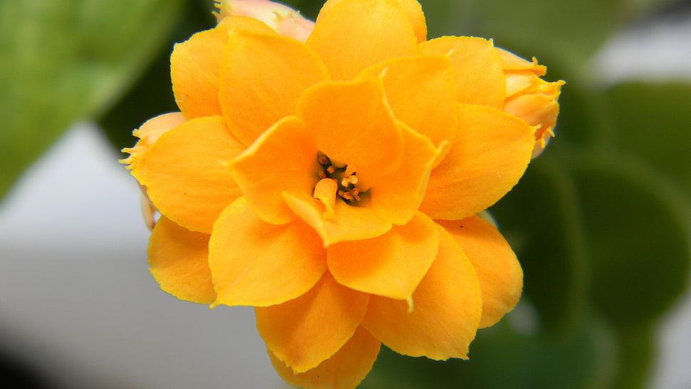 yellow flower in focus photography HD wallpaper