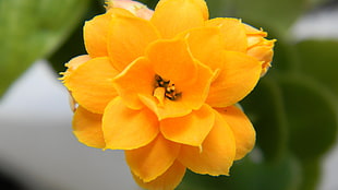 yellow flower in focus photography