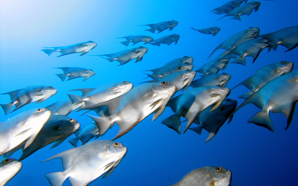school of fish, fish HD wallpaper