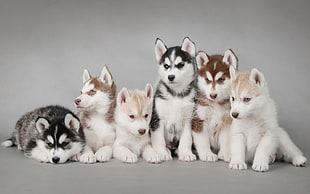 Siberian Husky puppy litter, Siberian Husky , puppies