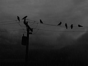 seven birds and utility post, power lines, birds, rain, silhouette