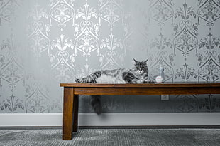 silver tabby cat lying on brown wooden bench