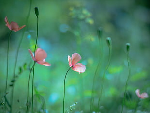 focus photography of pink petaled flower, macro, plants, flowers