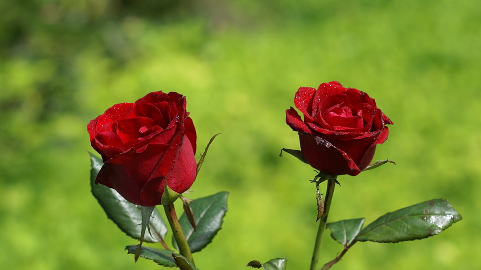 two red roses, nature HD wallpaper