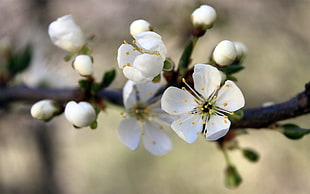 selective focus photography of white Cherry blossom flower