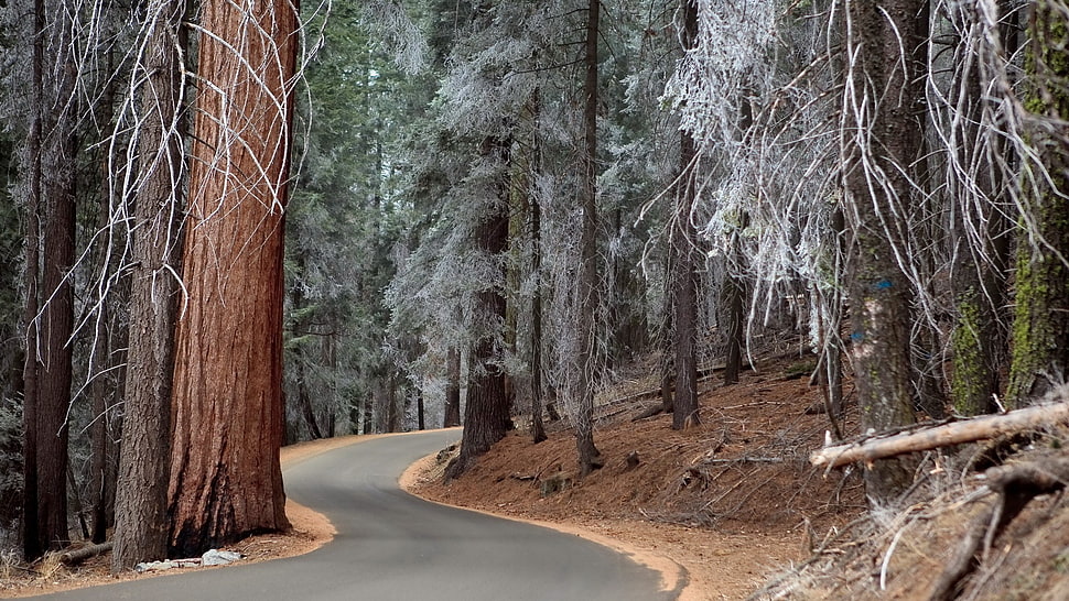 grey concrete road between forest trees, forest, trees, road HD wallpaper