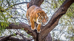 brown tiger, tiger, animals, wildlife, trees HD wallpaper