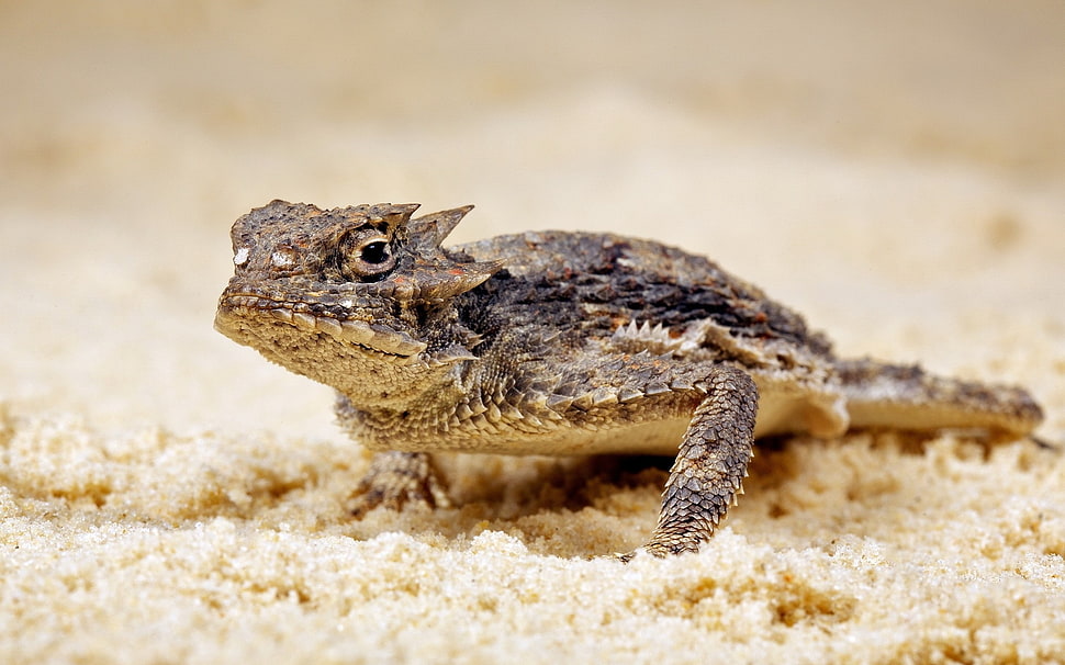 selective photography of animal HD wallpaper