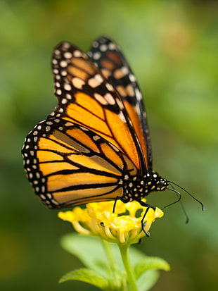 female Monarch Butterfly on yellow flower HD wallpaper