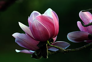 shallow photography of pink flower, magnolia