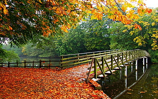 gray metal bridge, nature, landscape, leaves, fall HD wallpaper