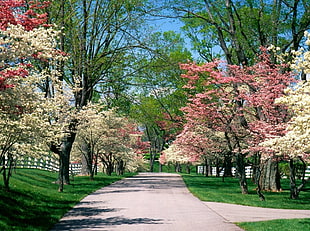 photography of Cherry Blossom trees