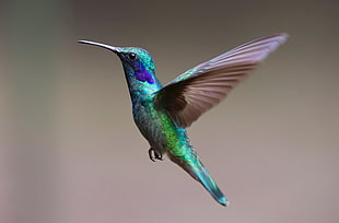 green and purple Hummingbird HD wallpaper