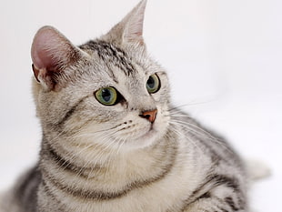close up photography of brown Tabby cat