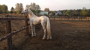 white horse near brown wooden stable fence