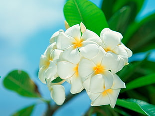 person showing white petal flower