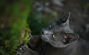 photo of Russian Blue cat