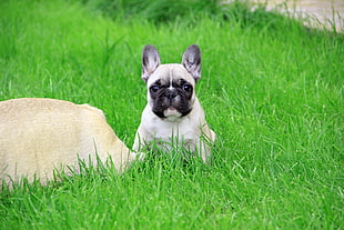 white and black short coated dog on green grass field during day time