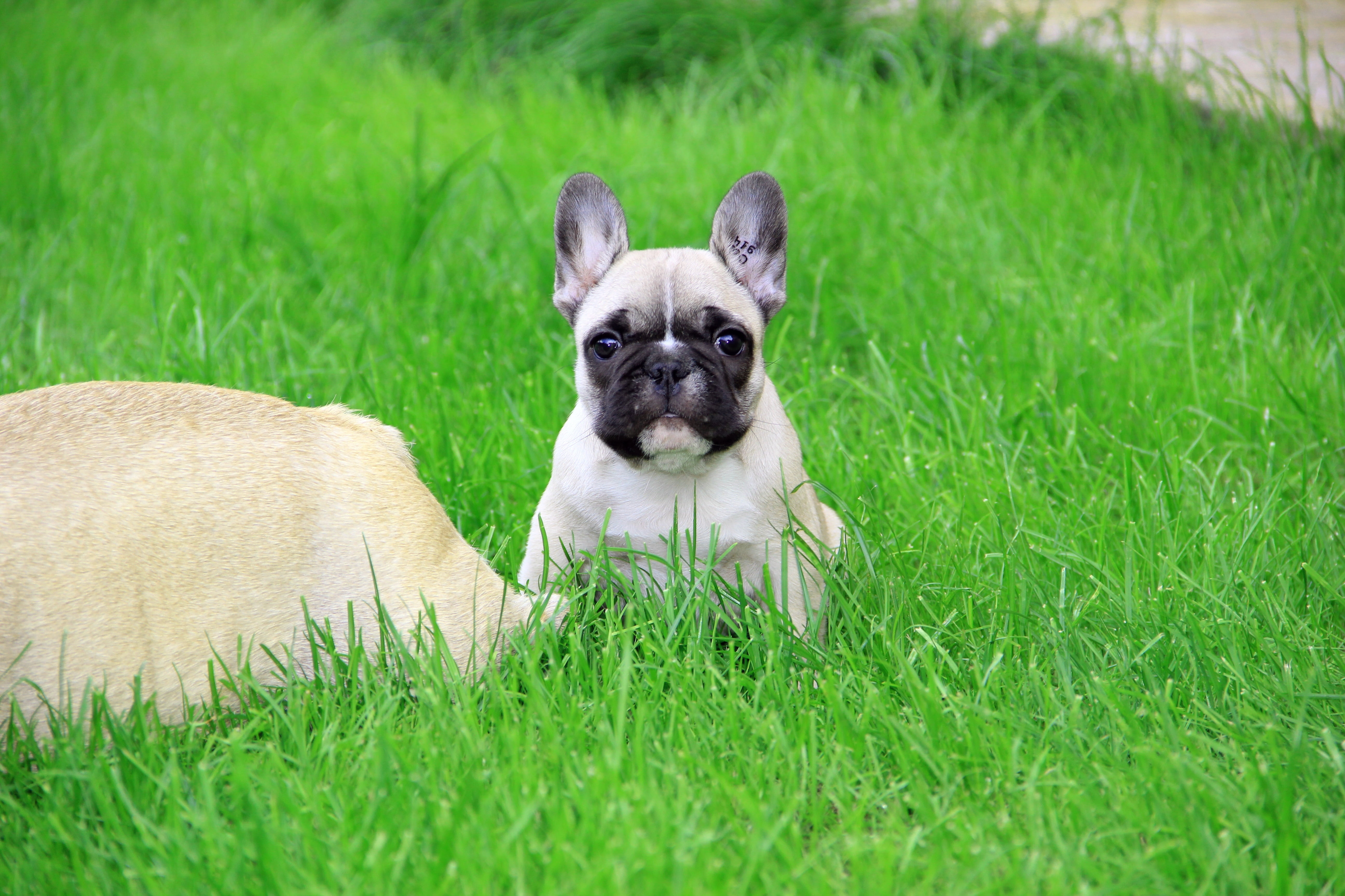 White and black short coated dog on green grass field during day time ...