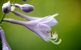 selective focus photography of Virginia Bluebell