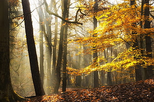 brown trees, landscape, nature, sunlight, fall HD wallpaper
