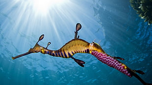 brown and black seahorse, animals, sea, seahorses, underwater