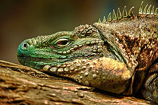 brown and green bearded dragon