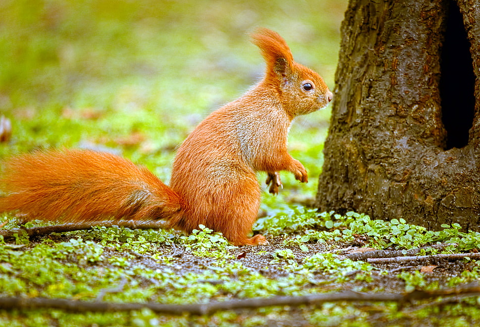 brown squirrel beside tree HD wallpaper
