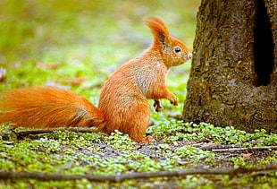 brown squirrel beside tree