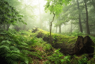 green leafed tree near brown fallen tree surrounded by tall trees during fog day