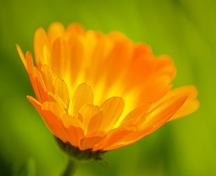 micro photography of yellow Poppy flower