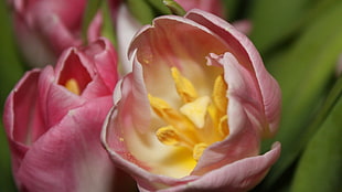 shallow focus photography of pink tulips