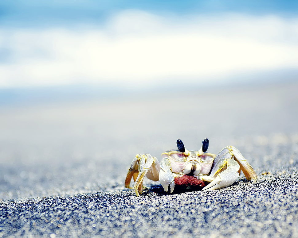 yellow and white plastic toy, crabs, sea, sand, animals HD wallpaper