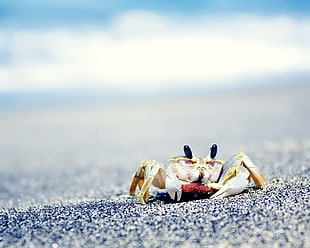 yellow and white plastic toy, crabs, sea, sand, animals HD wallpaper