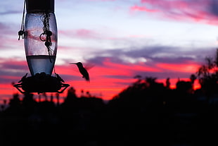 silhouette photography of hummingbird flying front of lantern