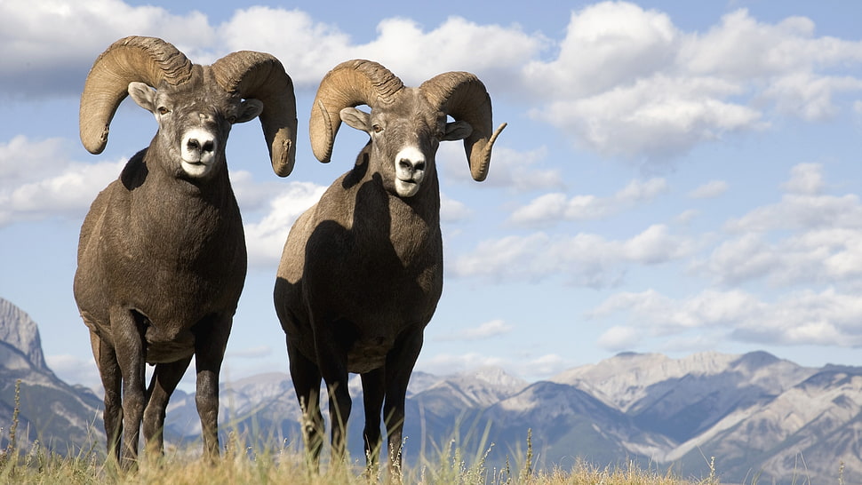 two black mountain rams HD wallpaper