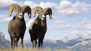two black mountain rams