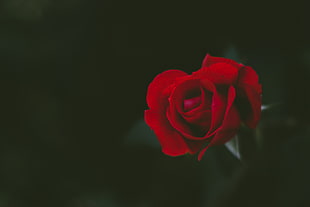 red rose, nature, flowers, rose HD wallpaper