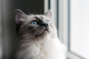 blue cat with blue eyes near window HD wallpaper