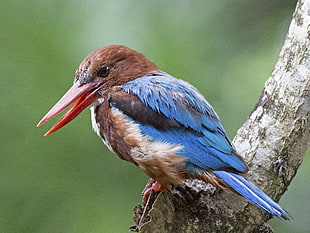 blue and brown bird on tree closeup photo, white-throated kingfisher, halcyon