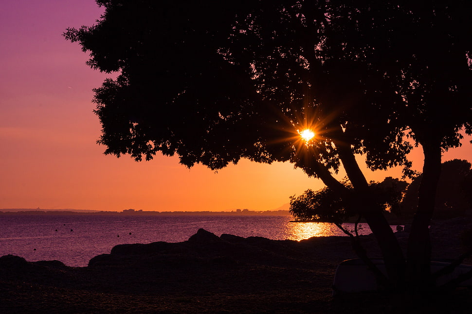 sun rays through trees by the sea HD wallpaper