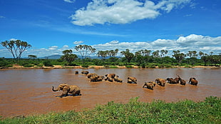 elephant crossing river during daytime HD wallpaper
