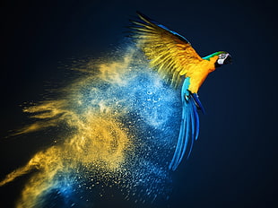 blue and yellow parrot, photo manipulation, parrot, yellow, blue