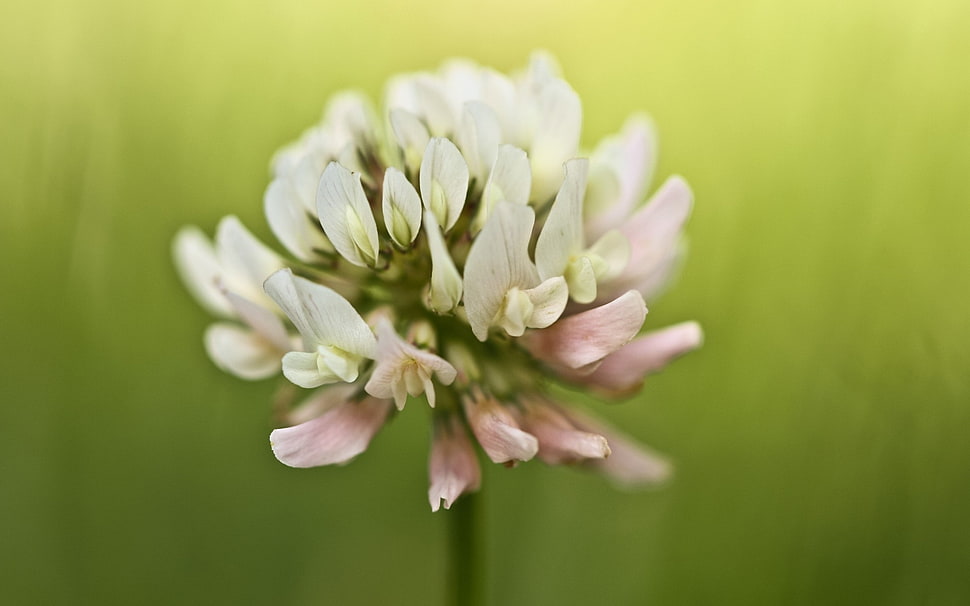 close-up photo of white and pink petaled flower HD wallpaper