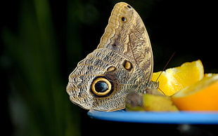 Owl butterfly on blue plate