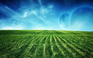 green grassy field landscape photography