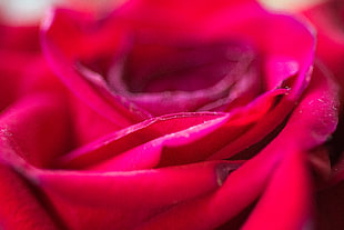 red Rose flower in closeup photography